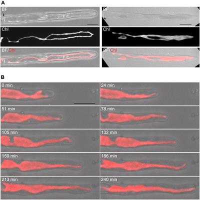 Establishment of a Live-Imaging Analysis for Polarized Growth of Conchocelis in the Multicellular Red Alga Neopyropia yezoensis